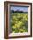 Ragwort and Barn, Bardstown, Kentucky, USA-Adam Jones-Framed Photographic Print