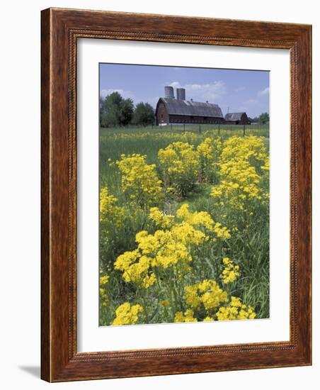 Ragwort and Barn, Bardstown, Kentucky, USA-Adam Jones-Framed Photographic Print