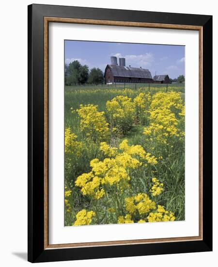 Ragwort and Barn, Bardstown, Kentucky, USA-Adam Jones-Framed Photographic Print