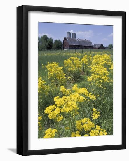 Ragwort and Barn, Bardstown, Kentucky, USA-Adam Jones-Framed Photographic Print