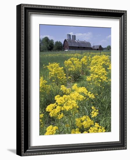 Ragwort and Barn, Bardstown, Kentucky, USA-Adam Jones-Framed Photographic Print