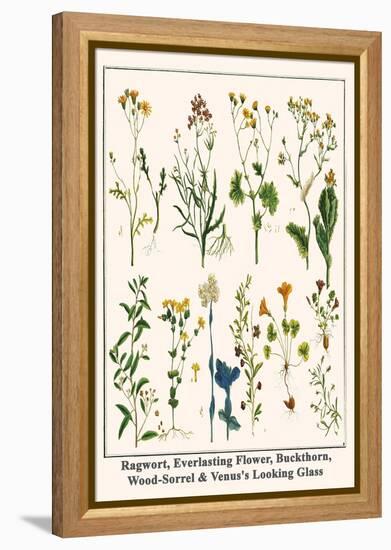 Ragwort, Everlasting Flower, Buckthorn, Wood-Sorrel and Venus's Looking Glass-Albertus Seba-Framed Stretched Canvas