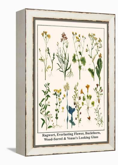 Ragwort, Everlasting Flower, Buckthorn, Wood-Sorrel and Venus's Looking Glass-Albertus Seba-Framed Stretched Canvas