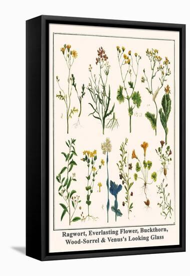 Ragwort, Everlasting Flower, Buckthorn, Wood-Sorrel and Venus's Looking Glass-Albertus Seba-Framed Stretched Canvas
