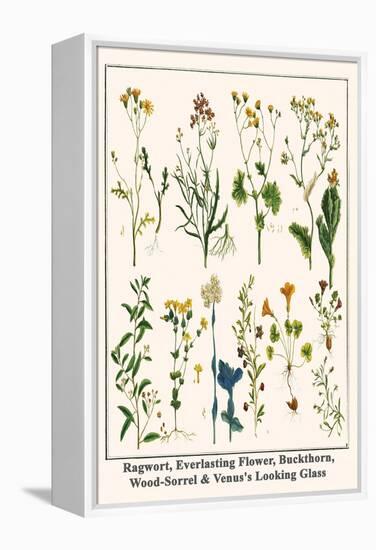 Ragwort, Everlasting Flower, Buckthorn, Wood-Sorrel and Venus's Looking Glass-Albertus Seba-Framed Stretched Canvas