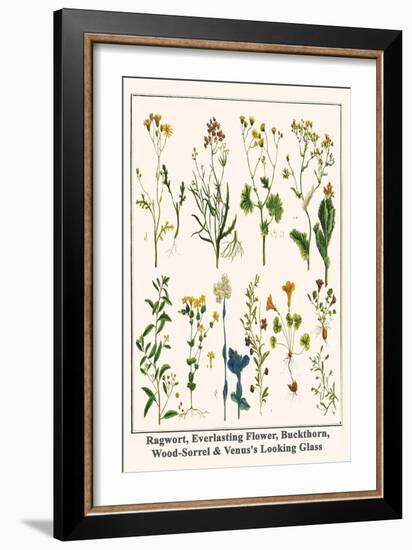 Ragwort, Everlasting Flower, Buckthorn, Wood-Sorrel and Venus's Looking Glass-Albertus Seba-Framed Art Print