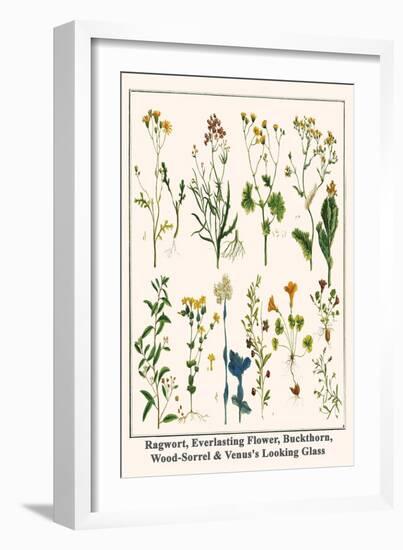 Ragwort, Everlasting Flower, Buckthorn, Wood-Sorrel and Venus's Looking Glass-Albertus Seba-Framed Art Print