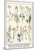 Ragwort, Everlasting Flower, Buckthorn, Wood-Sorrel and Venus's Looking Glass-Albertus Seba-Mounted Art Print