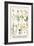 Ragwort, Everlasting Flower, Buckthorn, Wood-Sorrel and Venus's Looking Glass-Albertus Seba-Framed Art Print