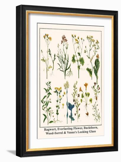 Ragwort, Everlasting Flower, Buckthorn, Wood-Sorrel and Venus's Looking Glass-Albertus Seba-Framed Art Print