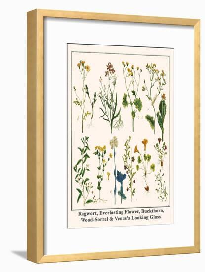 Ragwort, Everlasting Flower, Buckthorn, Wood-Sorrel and Venus's Looking Glass-Albertus Seba-Framed Art Print