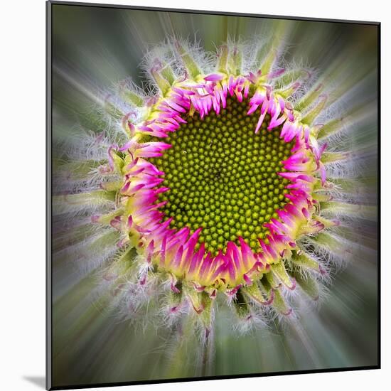 Raidiance of Nature-Adrian Campfield-Mounted Photographic Print