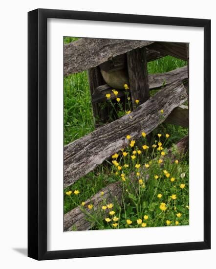 Rail Fence and Buttercups, Pioneer Homestead, Great Smoky Mountains National Park, N. Carolina, USA-Adam Jones-Framed Photographic Print