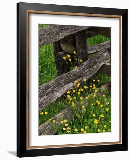 Rail Fence and Buttercups, Pioneer Homestead, Great Smoky Mountains National Park, N. Carolina, USA-Adam Jones-Framed Photographic Print