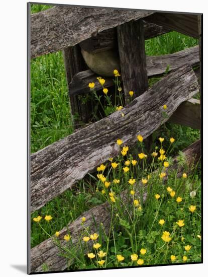 Rail Fence and Buttercups, Pioneer Homestead, Great Smoky Mountains National Park, N. Carolina, USA-Adam Jones-Mounted Photographic Print