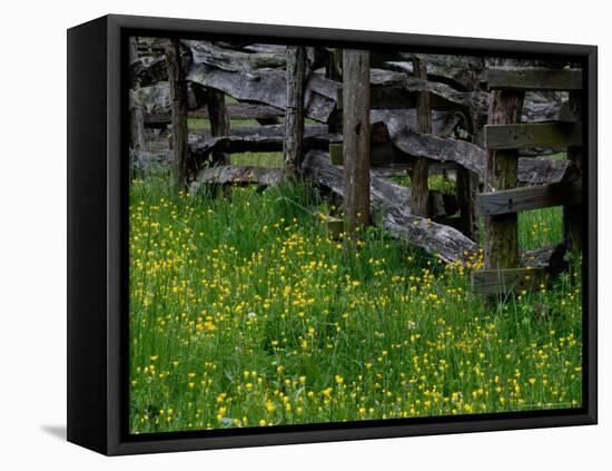 Rail Fence and Buttercups, Pioneer Homestead, Great Smoky Mountains National Park, Tennessee, USA-Adam Jones-Framed Premier Image Canvas