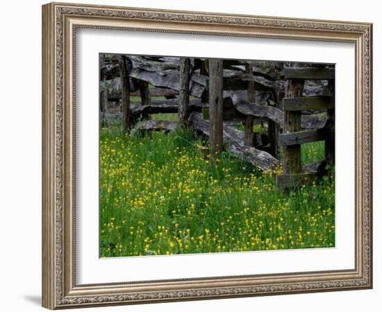 Rail Fence and Buttercups, Pioneer Homestead, Great Smoky Mountains National Park, Tennessee, USA-Adam Jones-Framed Photographic Print