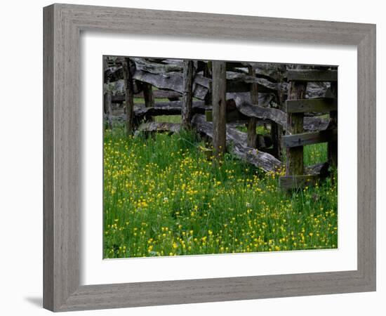 Rail Fence and Buttercups, Pioneer Homestead, Great Smoky Mountains National Park, Tennessee, USA-Adam Jones-Framed Photographic Print