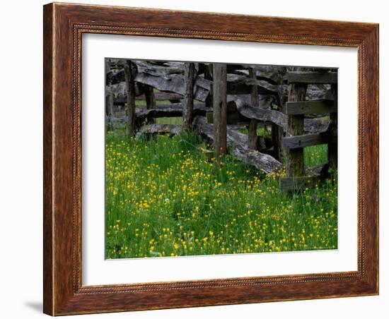 Rail Fence and Buttercups, Pioneer Homestead, Great Smoky Mountains National Park, Tennessee, USA-Adam Jones-Framed Photographic Print