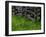 Rail Fence and Buttercups, Pioneer Homestead, Great Smoky Mountains National Park, Tennessee, USA-Adam Jones-Framed Photographic Print