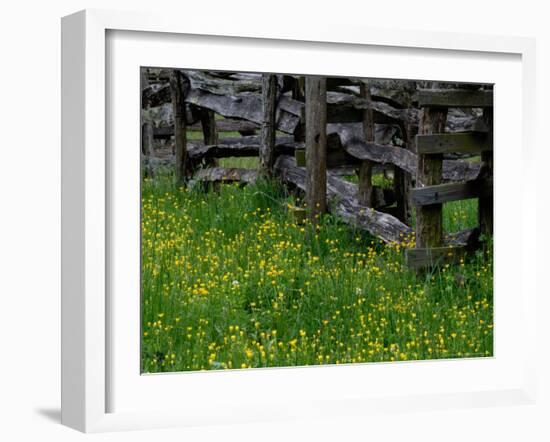 Rail Fence and Buttercups, Pioneer Homestead, Great Smoky Mountains National Park, Tennessee, USA-Adam Jones-Framed Photographic Print