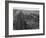 Railroad Tracks, 1939-Dorothea Lange-Framed Giclee Print