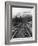 Railroad Tracks, Alaska 85-Monte Nagler-Framed Photographic Print