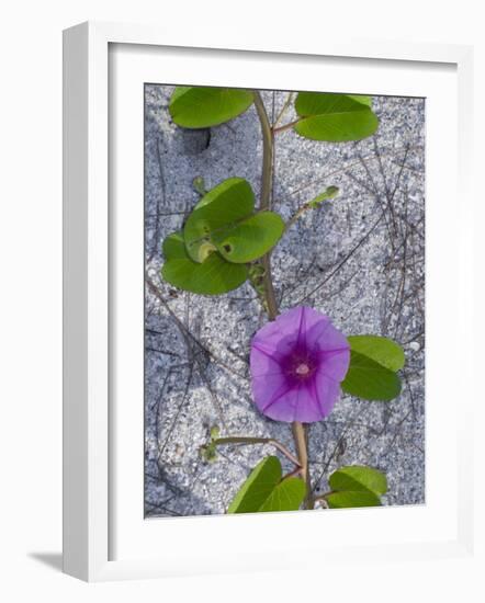 Railroad Vine, Captiva Island, Florida-Maresa Pryor-Framed Photographic Print