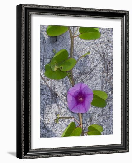 Railroad Vine, Captiva Island, Florida-Maresa Pryor-Framed Photographic Print