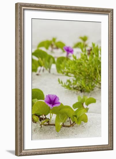 Railroad Vine-Mary Lou Johnson-Framed Art Print