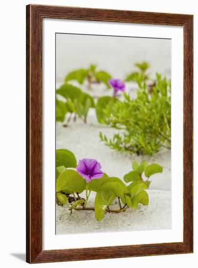 Railroad Vine-Mary Lou Johnson-Framed Art Print