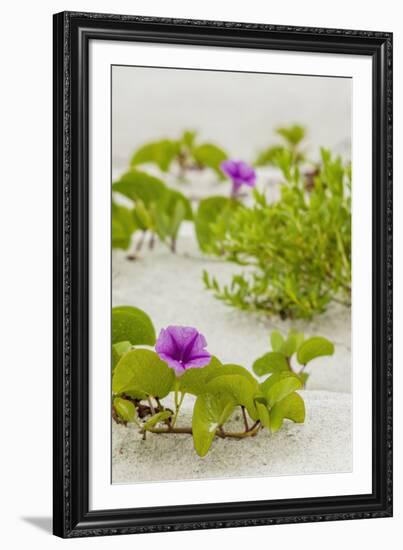 Railroad Vine-Mary Lou Johnson-Framed Art Print