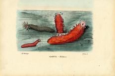 Sea Cucumber, 1863-79-Raimundo Petraroja-Giclee Print