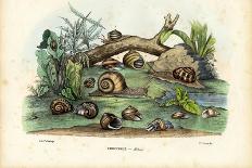 Sea Cucumber, 1863-79-Raimundo Petraroja-Giclee Print
