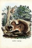 Squirrel, 1863-79-Raimundo Petraroja-Giclee Print