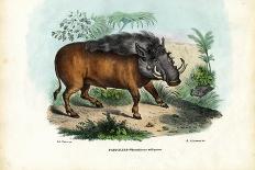 Honey Badger, 1863-79-Raimundo Petraroja-Giclee Print