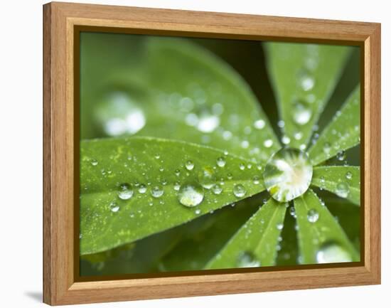 Rain Collected on Arctic Lupine, Cathedral Lake Provincial Park, British Columbia, Canada-Paul Colangelo-Framed Premier Image Canvas