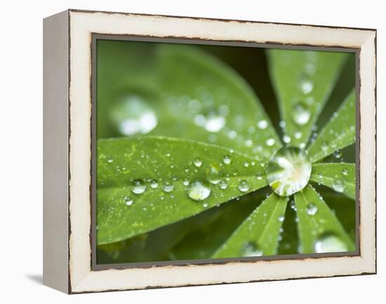 Rain Collected on Arctic Lupine, Cathedral Lake Provincial Park, British Columbia, Canada-Paul Colangelo-Framed Premier Image Canvas
