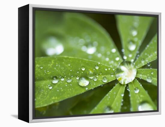 Rain Collected on Arctic Lupine, Cathedral Lake Provincial Park, British Columbia, Canada-Paul Colangelo-Framed Premier Image Canvas