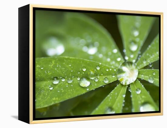 Rain Collected on Arctic Lupine, Cathedral Lake Provincial Park, British Columbia, Canada-Paul Colangelo-Framed Premier Image Canvas