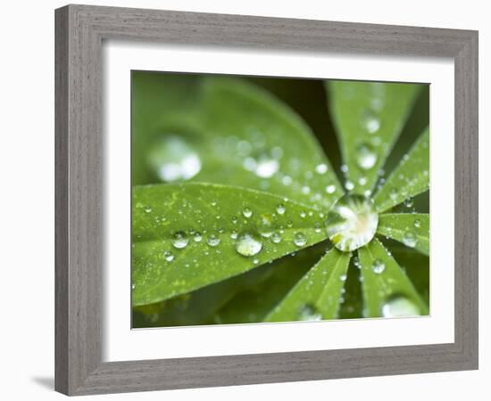 Rain Collected on Arctic Lupine, Cathedral Lake Provincial Park, British Columbia, Canada-Paul Colangelo-Framed Photographic Print