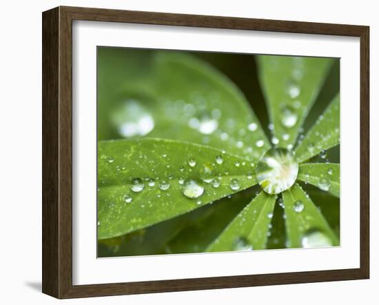 Rain Collected on Arctic Lupine, Cathedral Lake Provincial Park, British Columbia, Canada-Paul Colangelo-Framed Photographic Print