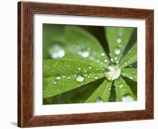 Rain Collected on Arctic Lupine, Cathedral Lake Provincial Park, British Columbia, Canada-Paul Colangelo-Framed Photographic Print