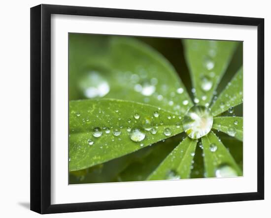 Rain Collected on Arctic Lupine, Cathedral Lake Provincial Park, British Columbia, Canada-Paul Colangelo-Framed Photographic Print