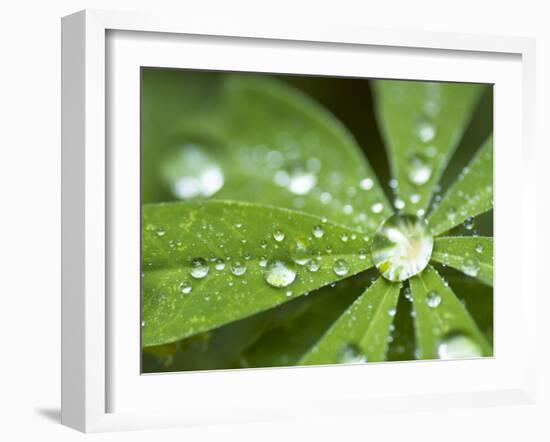 Rain Collected on Arctic Lupine, Cathedral Lake Provincial Park, British Columbia, Canada-Paul Colangelo-Framed Photographic Print