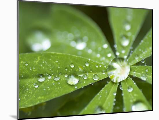 Rain Collected on Arctic Lupine, Cathedral Lake Provincial Park, British Columbia, Canada-Paul Colangelo-Mounted Photographic Print