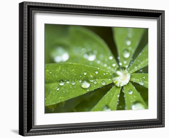 Rain Collected on Arctic Lupine, Cathedral Lake Provincial Park, British Columbia, Canada-Paul Colangelo-Framed Photographic Print