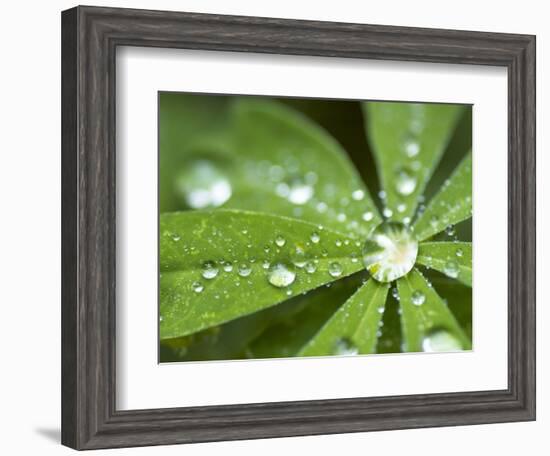 Rain Collected on Arctic Lupine, Cathedral Lake Provincial Park, British Columbia, Canada-Paul Colangelo-Framed Photographic Print