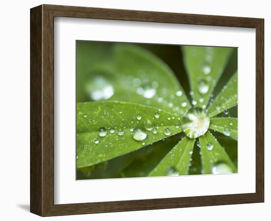 Rain Collected on Arctic Lupine, Cathedral Lake Provincial Park, British Columbia, Canada-Paul Colangelo-Framed Photographic Print