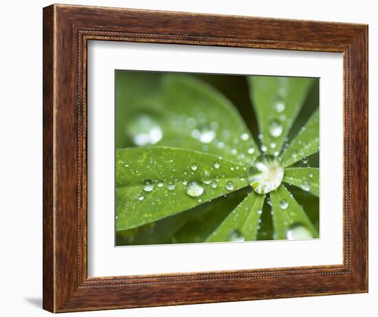 Rain Collected on Arctic Lupine, Cathedral Lake Provincial Park, British Columbia, Canada-Paul Colangelo-Framed Photographic Print